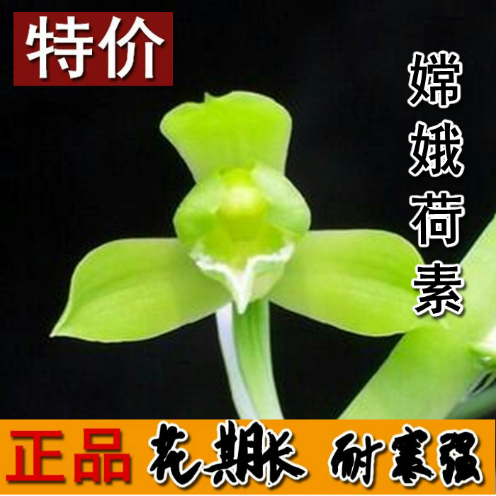 兰花窗台书房客厅绿植盆栽清仓价