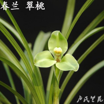 【卢氏兰苑】春兰梅瓣 翠桃 兰花苗浓香 安昌梅 花卉绿植园艺铭品