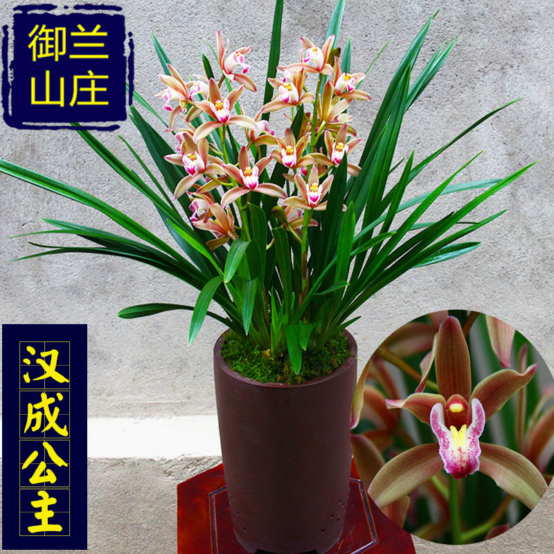 浓香型【汉成公主】兰花苗盆栽四季兰建兰室内花卉盆栽好养易活