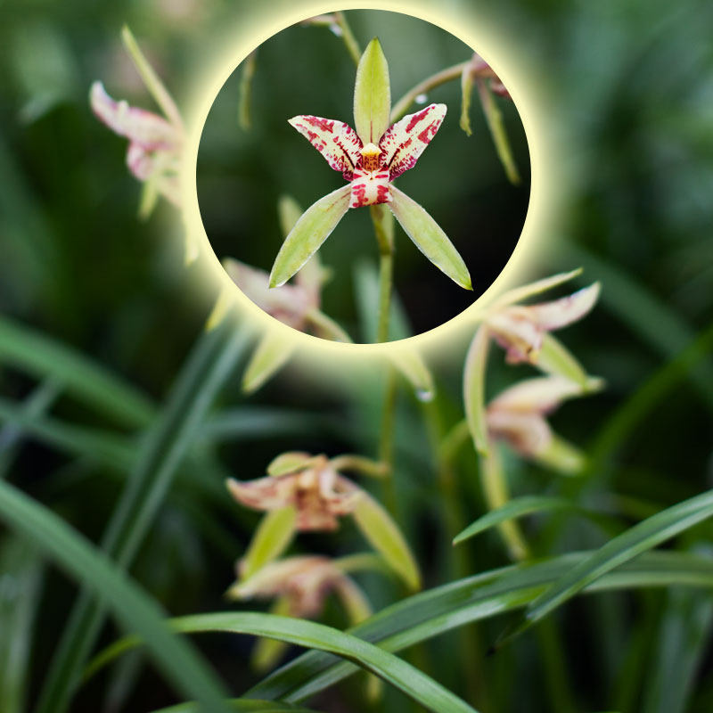 清仓价铭品兰花 建兰 汗血宝马 花卉盆栽室内客厅观花