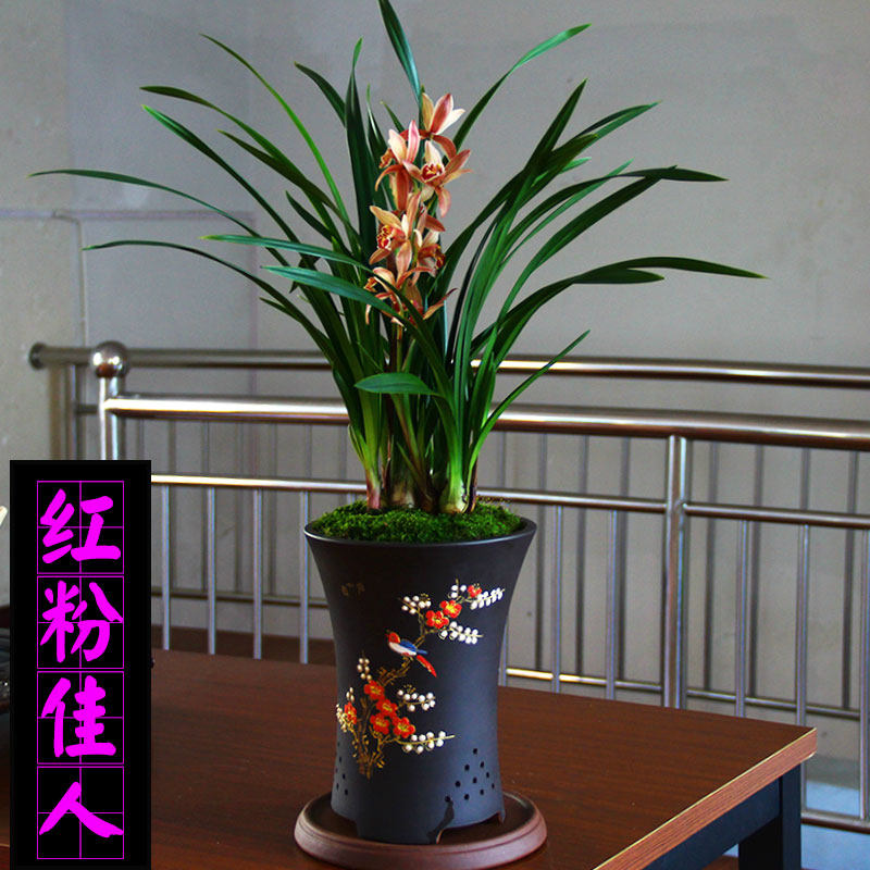 清仓价送肥兰花苗【红粉佳人】建兰四季兰花卉盆栽植物包邮