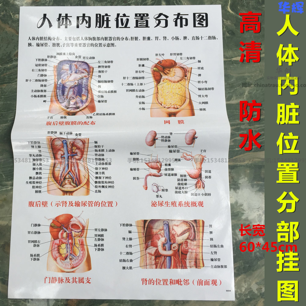 防水医用贴图教学挂图人体内脏位置分布图腹腔后壁腹膜生殖系统图