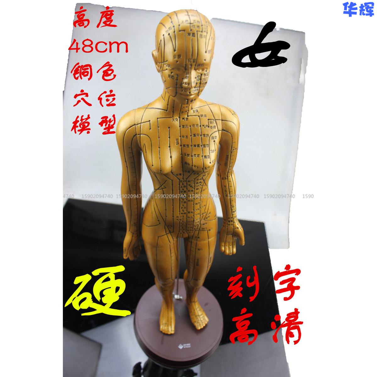 伟业高清人体穴位模型刻字中医用教学铜人针灸模型图女性经络模型