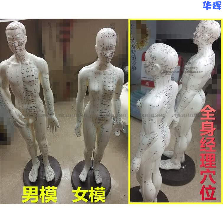中医用48CM超清晰男女小人模型教学人体全身经络穴位针灸按摩模型