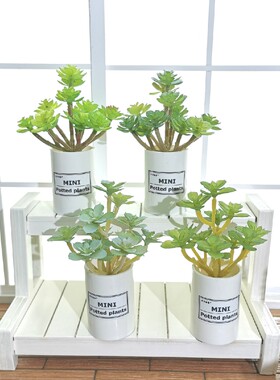 BJD SD娃娃小布Blythe娃屋装饰摆件绿植盆栽12头多肉植物迷你盆景