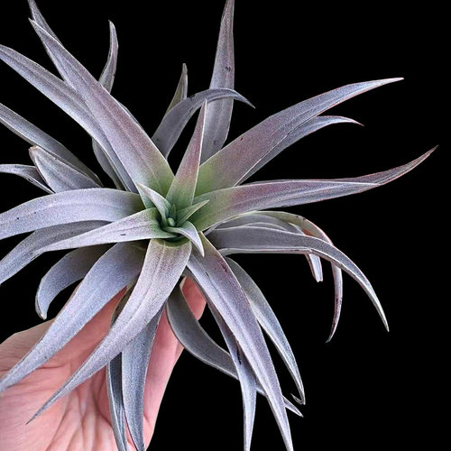 哈里斯空凤发紫色室内无土盆景花