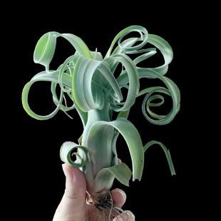 花卷空气凤梨无土植物卷叶T.Curly Slim室内桌面盆景好养绿植盆栽