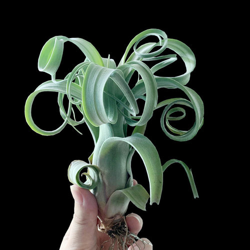 花卷空凤无土植物桌面花喷水就活