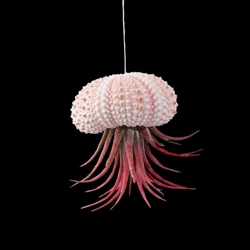 多款悬挂无土植物净空气喷水就活