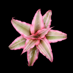 小型积水凤梨植物迷你雨林缸绿植生态造景水陆花卉粉叶姬热带观叶