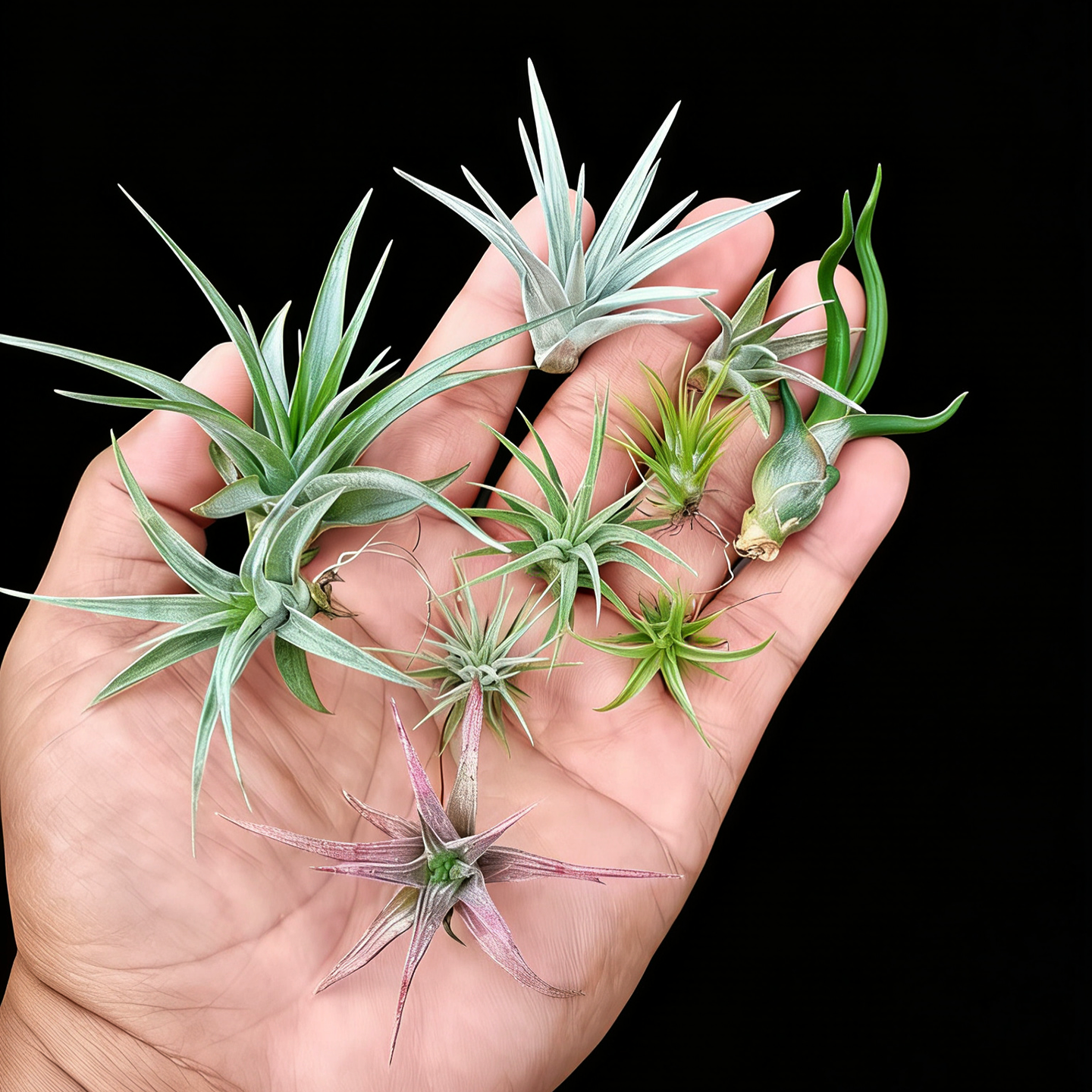 多款迷你空凤小缸造景植物发顺丰