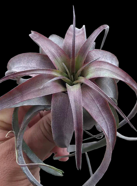 雨林紫艾瑞克空气凤梨植物无土紫叶花卉卷叶室内绿植净化空气好养