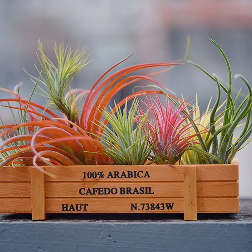 空气凤梨植物木盒组合花卉无土绿植桌面盆栽多款多肉喷水就活礼物 - 封面