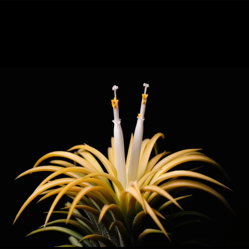 黄叶白花无土植物空气凤梨包活花