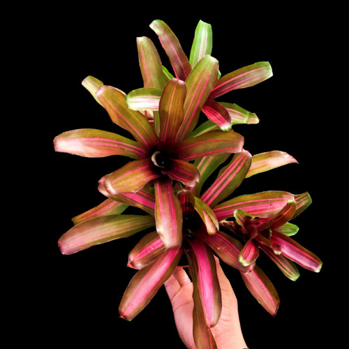 群生多头积水凤梨雨林生态造景花