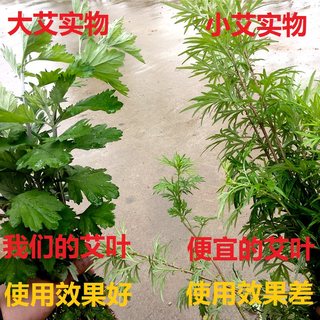 野生干艾草泡澡家用泡脚产后坐月子洗澡足浴无梗艾叶河南散装艾绒