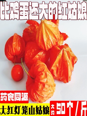 [25年新鲜现摘野生大红灯笼山姑娘果中药材锦苦菇娘鸟酸浆果挂金灯]