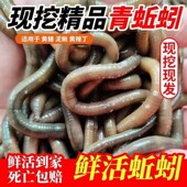 青蚯蚓黑蚯蚓大蚯蚓臭蚯蚓活体鱼饵钓黄鳝活饵诱饵野钓垂钓顺丰