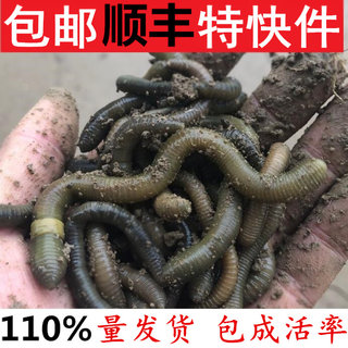 活体蚯蚓钓黄鳝臭蚯蚓黑蚯蚓青蚯蚓大蚯蚓松土垂钓鱼饵诱饵包邮