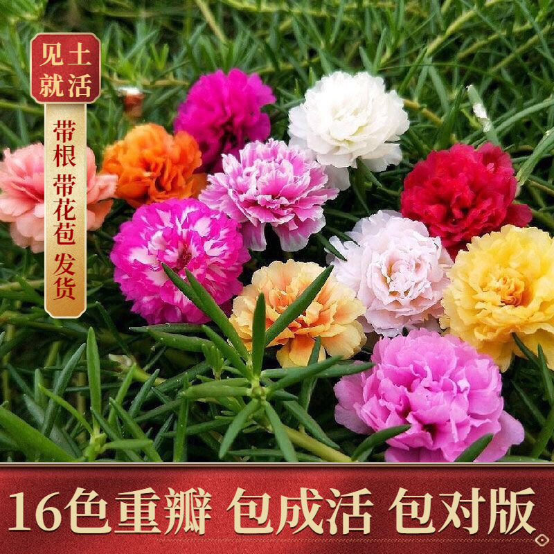 网红太阳花重瓣带根带花苞四季盆栽苗好养易活混色耐热花卉植物