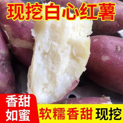河南正宗现挖板栗薯红皮白心