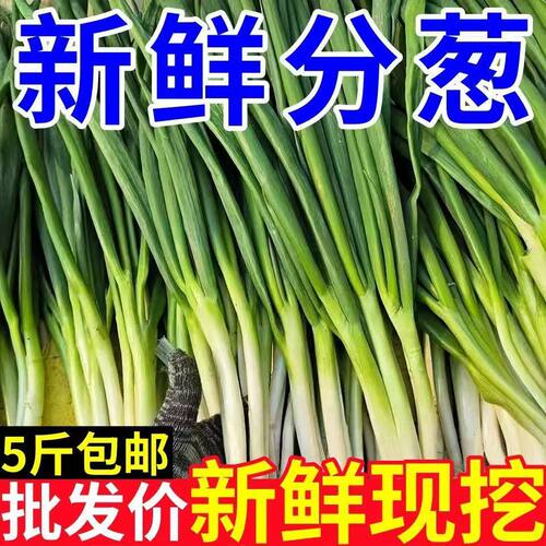 农家现挖新鲜现发新鲜现挖大葱本地小黄葱河南分葱甜脆小香葱可生