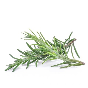 Basil leaves Mint leaves Rosemary leaves sf Express Fresh