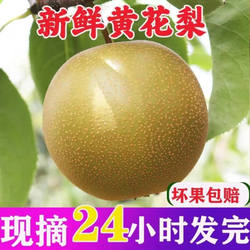 湖北百里洲砂梨新鲜当季水果黄花梨清脆翠冠梨青皮黄花梨梨子10斤
