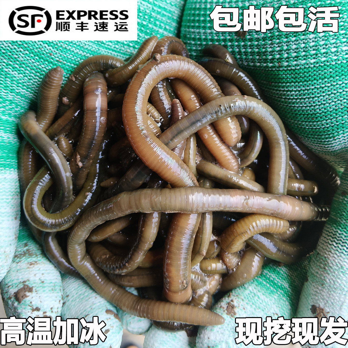 鲜活黑蚯蚓钓黄鳝活体青蚯蚓特大臭蚯蚓地龙松土蚯蚓野钓鱼饵活铒