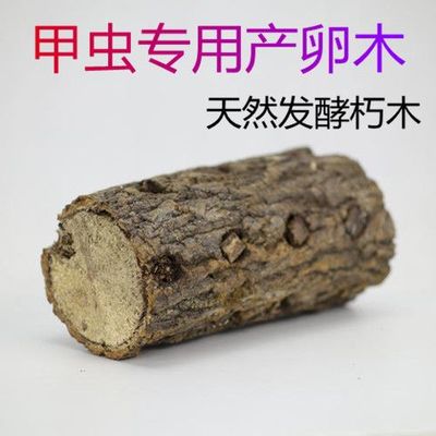 独角仙成虫甲虫幼虫锹形虫兜虫产卵木 特宠异宠垫材大锹昆虫宠物