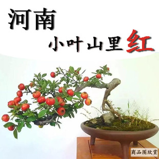 河南小叶山里红盆景血红果野山楂素材提根掌中宝精品桩室外