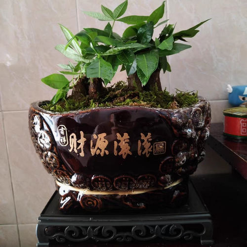 发财树陶瓷花盆送托盘