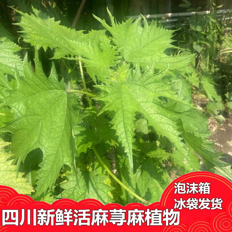 四川新鲜活麻豁麻火麻荨麻草植物根种子苗一斤500g包邮泡沫箱保鲜