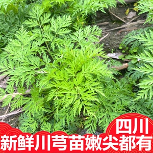 新鲜小叶成都川芎叶食用种苗包邮嫩叶片250克炒菜泡沫箱包装 发货