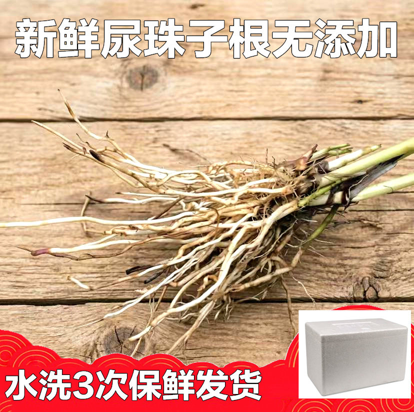 新鲜尿珠子根薏米根食用