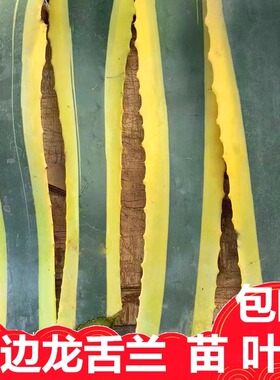 新鲜黄金边兰草苗种子木龙舌莲龙蛇兰叶子虎皮兰叶片中草药材种植