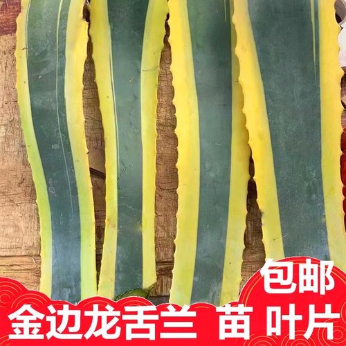 正品金边龙舌兰叶片苗包邮