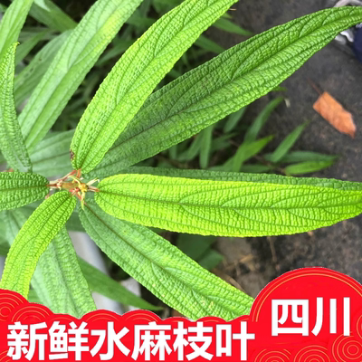 四川新鲜水麻叶子食用泡茶