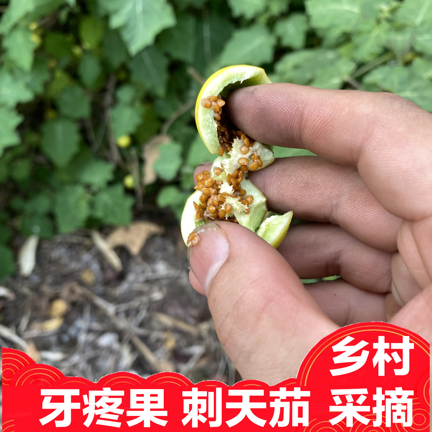牙疼果绿色植物种子草黄番茄大苦果野茄果刺天果黄果新鲜全草带根