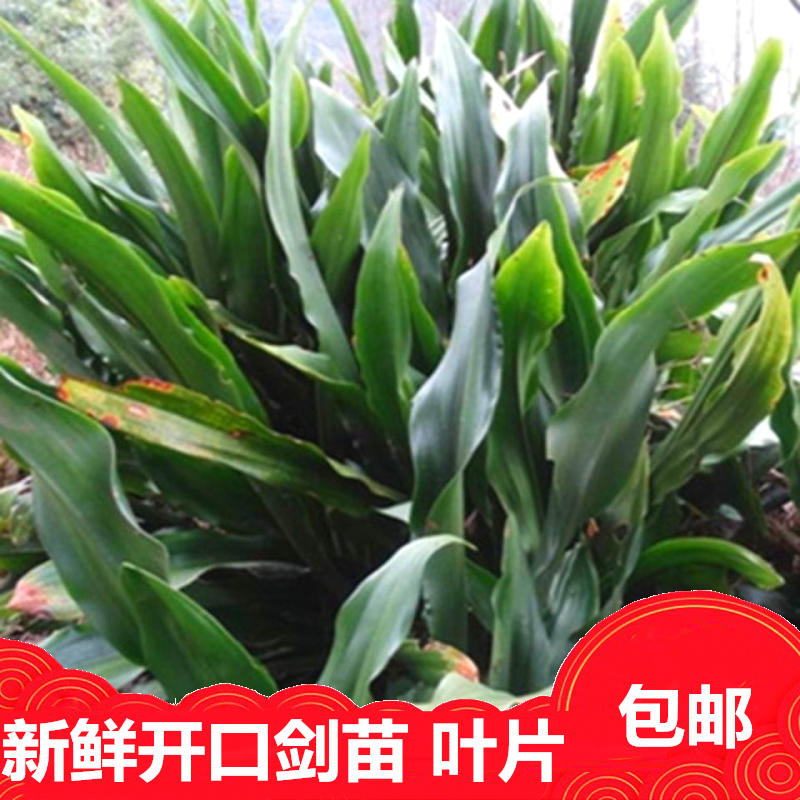开口剑室外空气万年青绿色