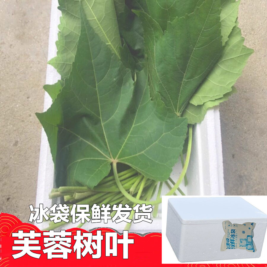 新鲜木芙蓉叶片 根花朵枝条全干品包邮正宗鲜花叶地芙蓉树苗木种