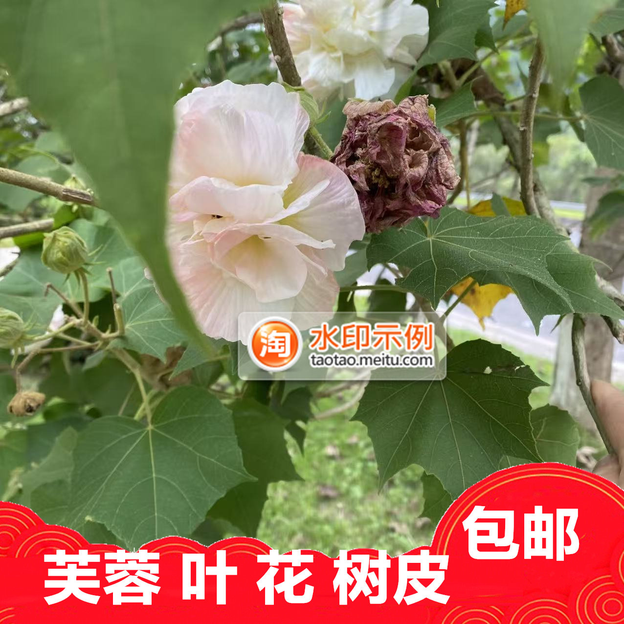 新鲜芙蓉叶树皮泡茶全干品包邮