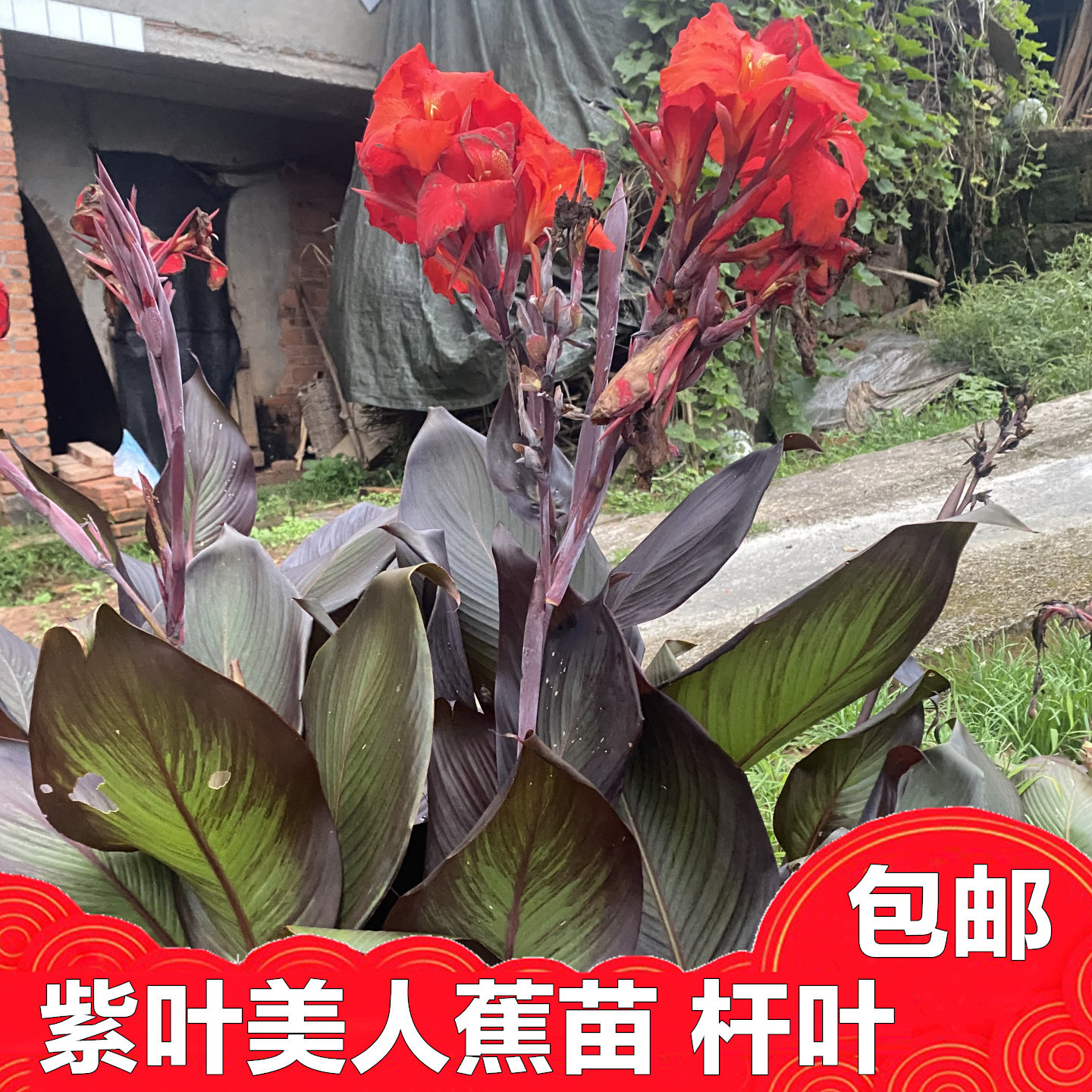 新鲜紫叶美人蕉苗叶子种子开红花子乡村采摘实拍叶子切断发货包邮