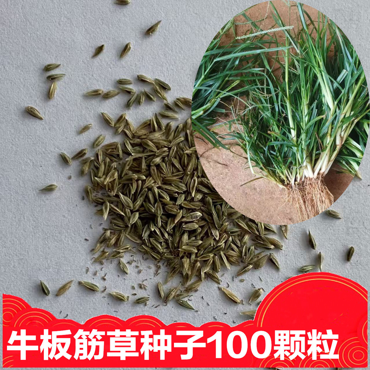 晒干牛板筋草种子100颗粒包邮播种发芽90天发芽果秋天采收包邮发