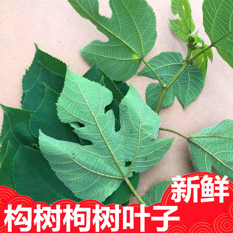 新鲜构树白浆树皮树叶