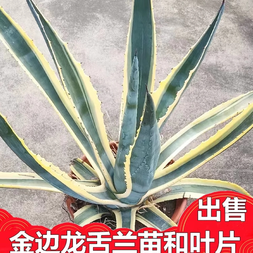 金边龙舌兰苗叶片包邮