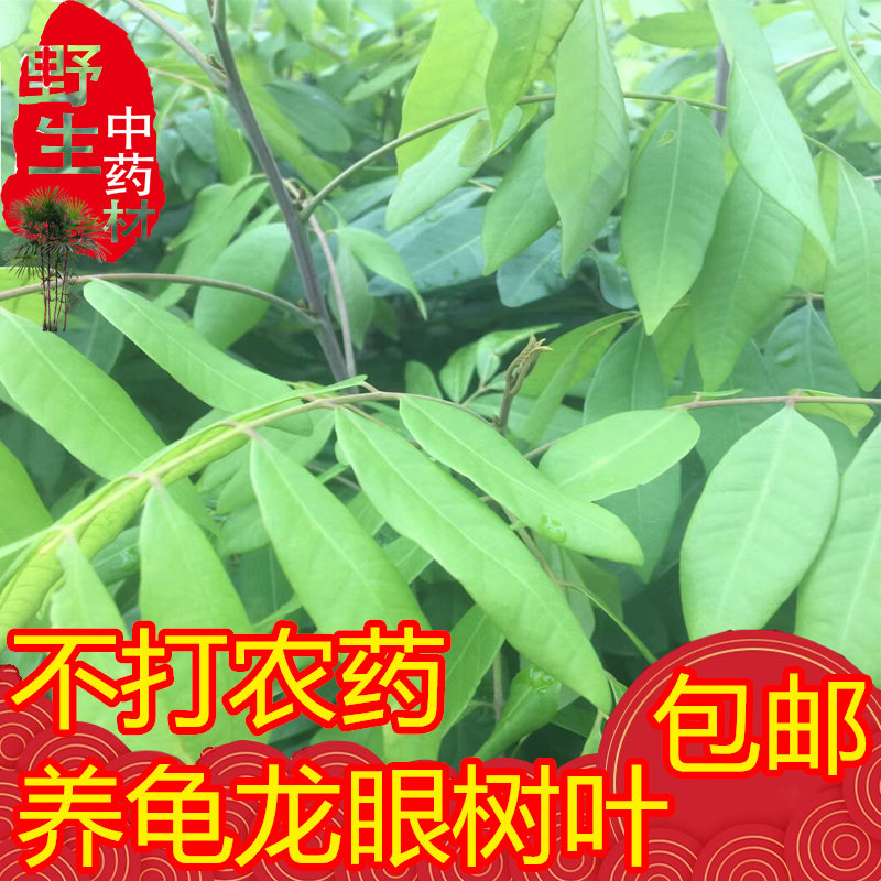 新鲜龙眼树叶桂圆树叶养龟图片