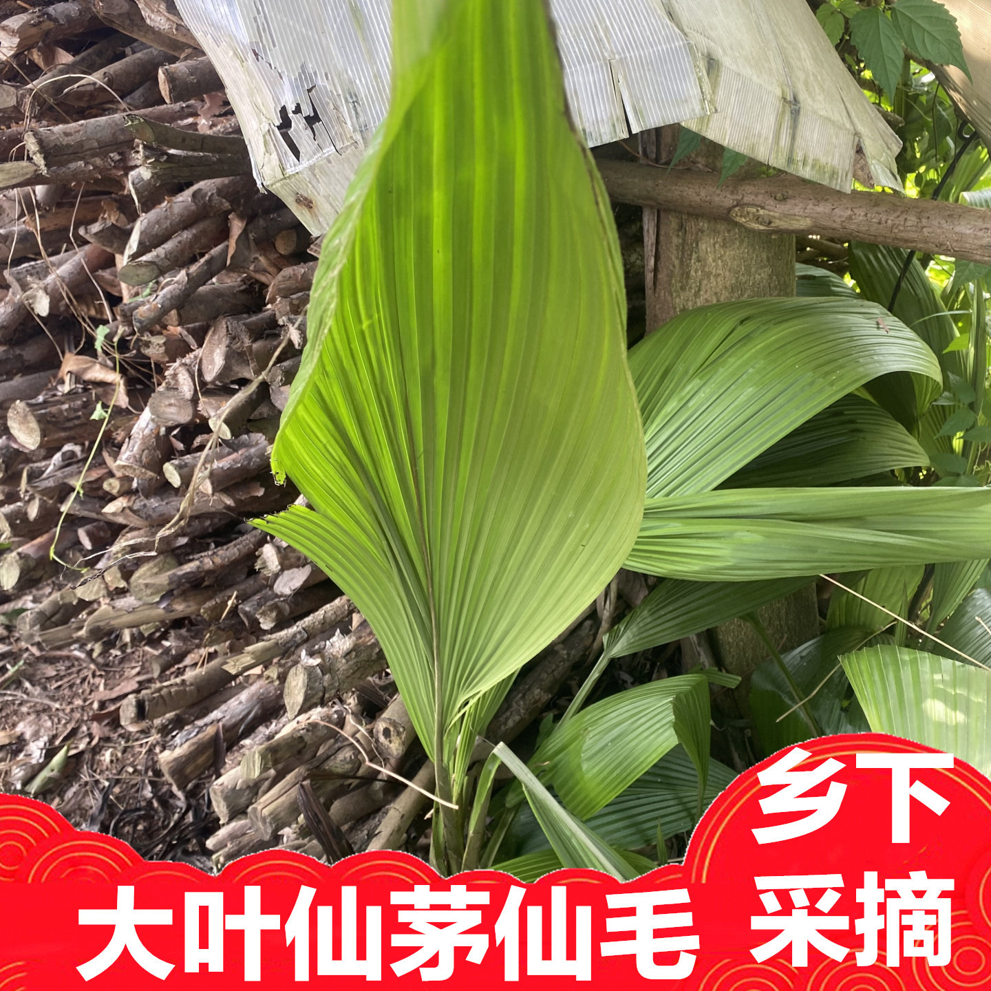 四川新鲜仙茅根叶片一斤包邮