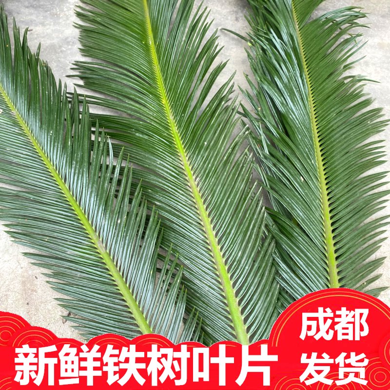 成都新鲜铁树叶250克包邮苏铁树叶子整枝婚庆插花装饰树叶 整片叶