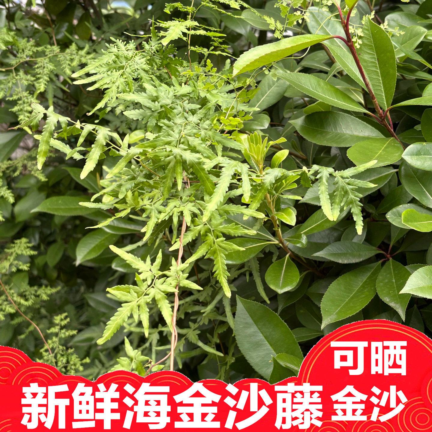 新鲜海金沙藤夏天采摘可以晒出金沙自用绿色新鲜藤500克包邮保鲜